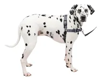 Comprar Arnés De Adiestramiento Para Perros Cómodo Acolchado Talla L