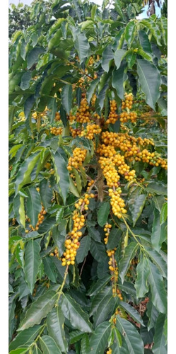 Venta Finca 14 Ha, Boconó Edo. Trujillo, Venezuela