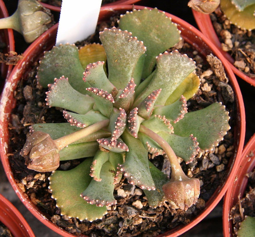 Semillas De Suculenta Aloinopsis Malherbei Planta Rara