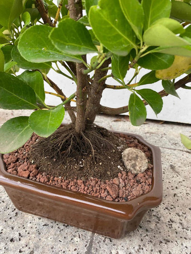 Bonsai De Ebonimus Variegado