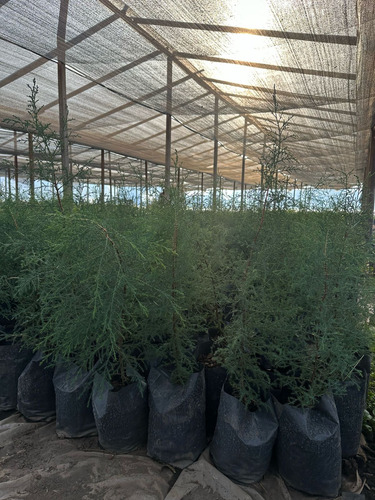 Cerco Vivo Pino Leylandii Somos Productores Verde