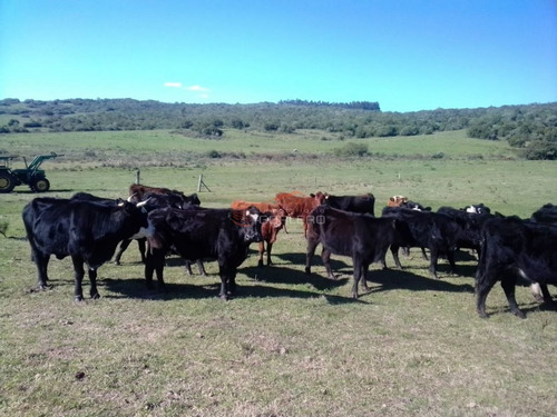 Imagen 23 de 29 de Maldonado Campo Con 150 Has Ganaderas En Aigua, 70 Kms De Punta, Serrano, Pintoresco, Con Instalaciones