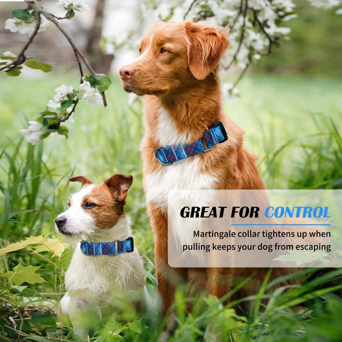Collar Ajustable Hikiko Para Perros Pequeños Y Medianos