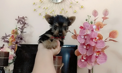 Yorkshire Terrier Mini Bellos Y Puros Yorky Cachorritos 550