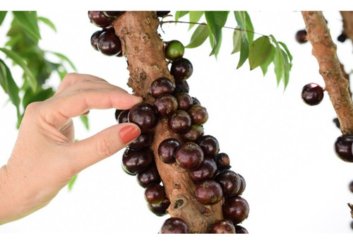 Arbol Jabuticaba De 7 Años Ya Productivo / Frutos Exoticos