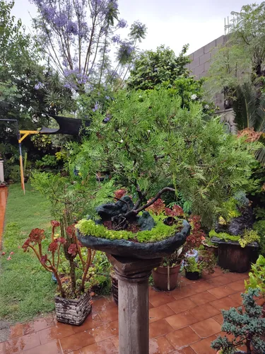 Bonsai Antiguo Pino Cipres. (Usado)