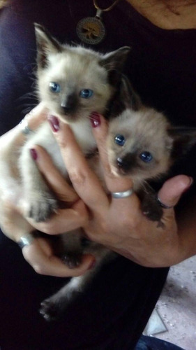 Imagen 1 de 8 de Gatitos Siameses Puros Entrega Ya .