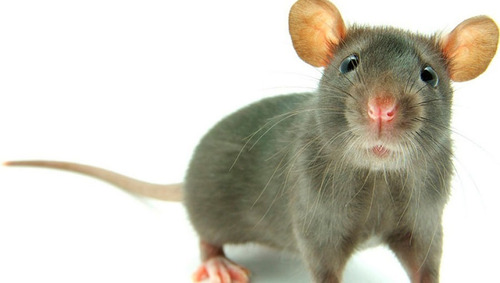 Potente Ahuyentador Erradicador Ratas Espanta Murciélagos Cu