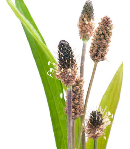 Llanten, Plantago Menor, Plantago Lanceolata, Medicinal