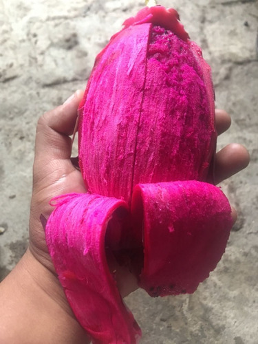 20 Esquejes De Pitahaya (fruta Dragon) Moradas