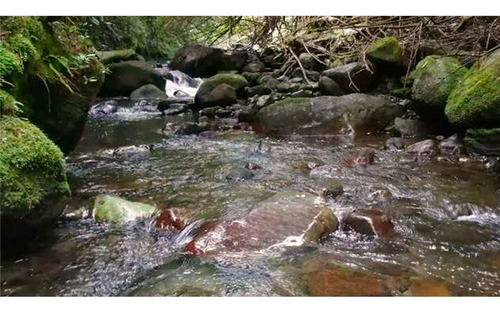 Se Vende Hermosa Parcela De Agrado- Pto. Varas