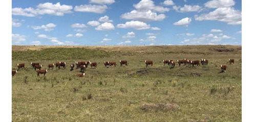 Imagen 3 de 10 de Terreno Campo En Venta Ubicado En Río Negro, Río Negro