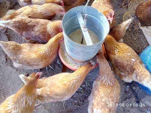 Imagem 4 de 4 de Lote De 70 Frangas Poedeiras