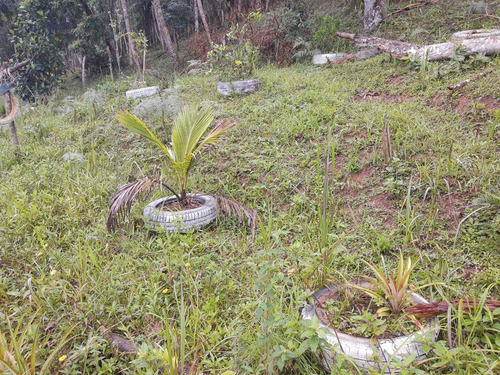 Imagem 3 de 14 de Chácara 4.000 M² / Plantações E Árvores Frutiferas / 4 Km Br