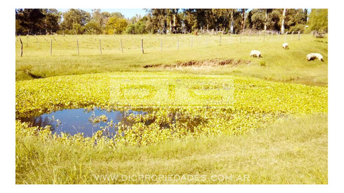 Imagen 4 de 29 de Casa 6 Ambientes En Campo De 3 Hectareas Piscina Quincho En Victoria Prov. De Entre Rios