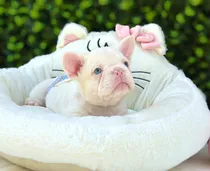 Comprar Bulldog Francés Exótico  Ojos Celestes Golden King Frenchies