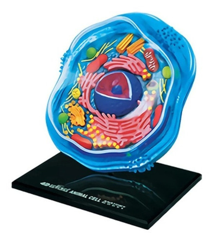 4d Modelo De La Célula Animal 24 Partes 26058