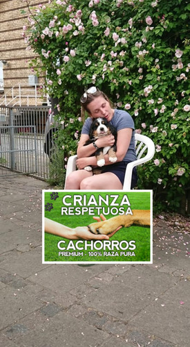 Cachorros Boyero De Berna, Machos Y Hembras Robustos, Puros