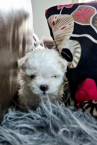 Bichón Maltés Macho: Compañero Ideal Para Tu Hogar Blanco
