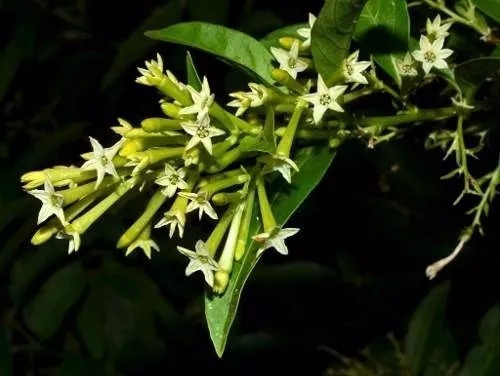 Huele De Noche , Jazmín (cestrum Nocturnum) Envió Gratis
