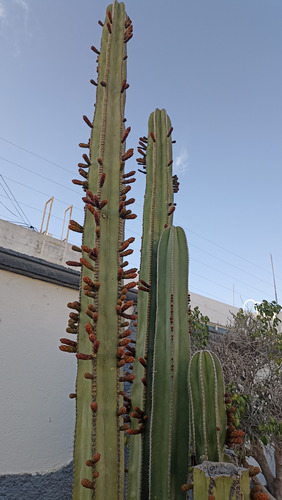 Pachycereus Marginatus Un Esqueje 50 A 60 Cms Nv