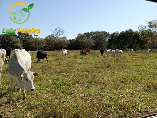 Imagem 9 de 15 de Fazenda À Venda Em Corguinho - Ms - De 207 Hectares (pecuária) - 1776
