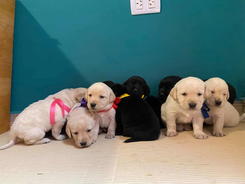 Cachorros Labrador 100% Puros