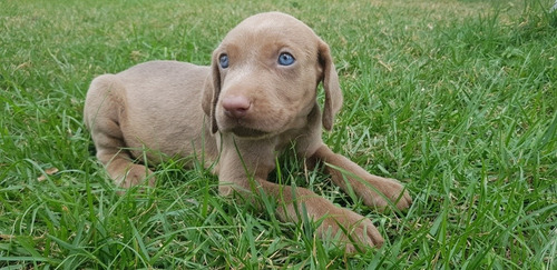 Vendo Weimaraner. 2 Meses De Nascido. Muito Lindo E Saudavel