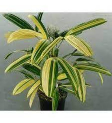 Rhapis Excelsa Variegata/diferencie Com O Raro!!!