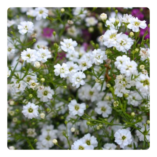 1.100 Sementes De Gipsofila Mosquitinho Branco - 1g