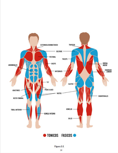 Fuerza Entrenamiento Y Anatomía Miembros Inferiores Tomo 2