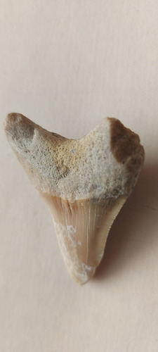 Diente Fósil De Tiburón Shark Tooth (Usado)