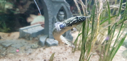 Pez Dragón Polypterus Ornatipinnis 7 Cm