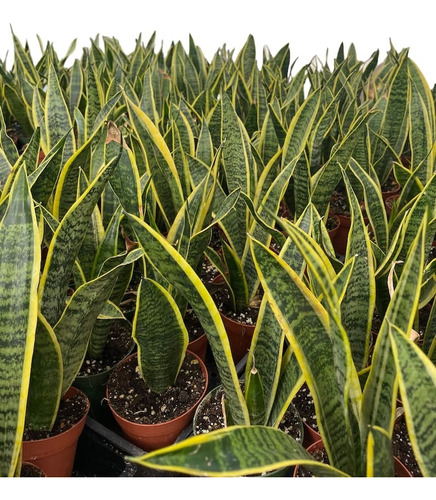 Planta Sansevieria, Espada De San Jorge, Lengua De Suegra !!