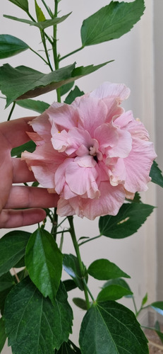 Rosa China Hibiscus Rosa Sinensis -doble-