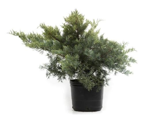 Juniperus Chinensis  Heinz