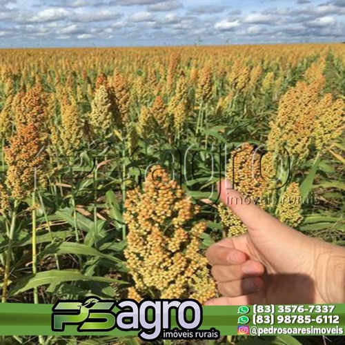 Imagem 5 de 16 de Fazenda À Venda, 2485 Hectares Por R$ 30.900.000 - Uruçuí/pi - Fa0120
