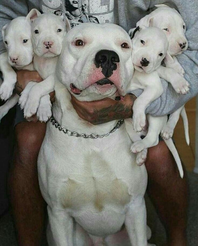 Dogo Argentino 32 Blanco