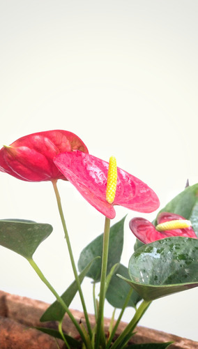 Antúrio Vermelho / Red - 1 Planta Premium Com Flor