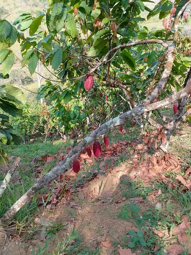 Vendo Finca En Yolombo Antioquia