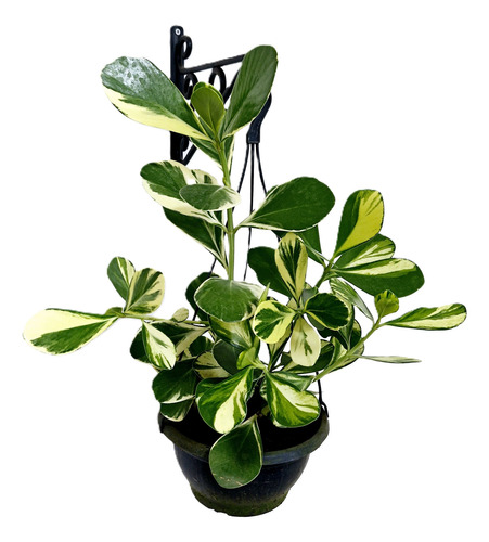 02 Muda Clusia Major Fluminensis Rosea - Clusia Variegata