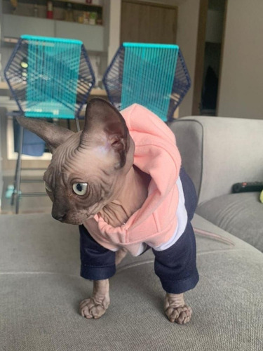 Ropa Para Mascotas, Buzo Para Perro O Gato
