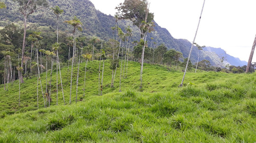 Invernas, Casa, Cultivos Agricolas, Purmas Y Montaña Virgen