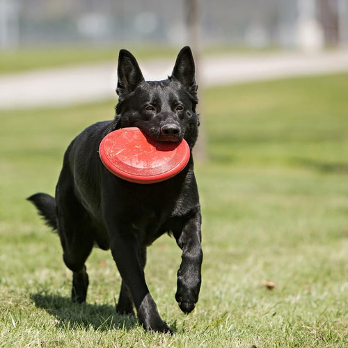 Disco De Goma Dog Toy Kong Flyer Para Catch Fetch Playtime,