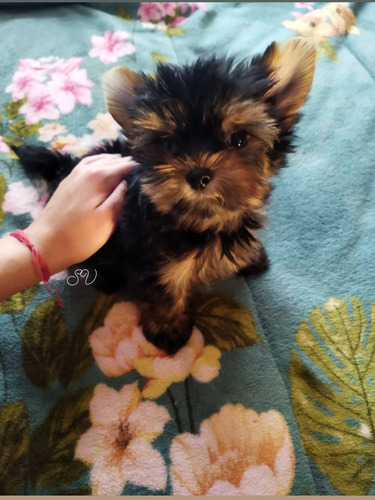 Yorkshire Terrier Mini