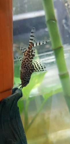 Pez Synodontis Eupterus Limpia Fondo