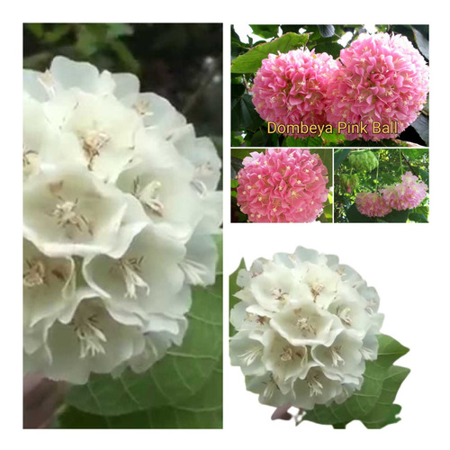 Combo De Dombeya Rosa 2 Estacas + Branca 4 Estacas P/ Mudas