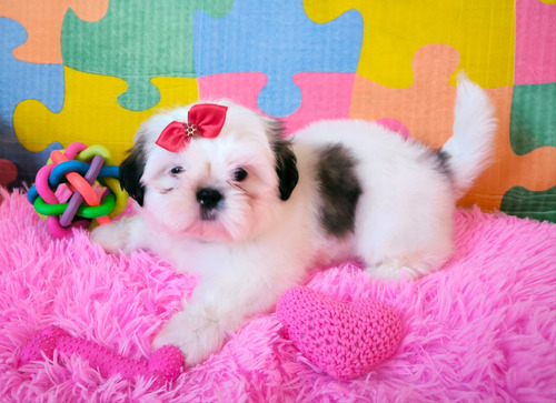 Shih Tzu