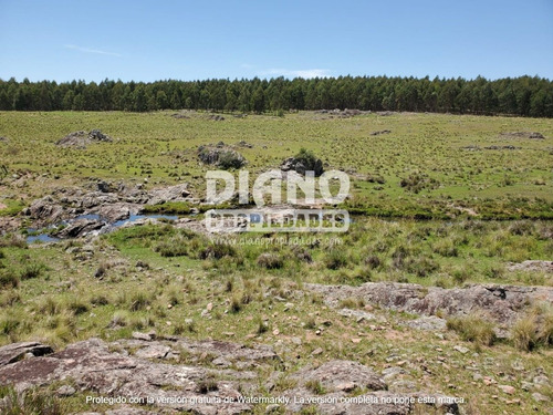 Imagen 8 de 10 de Campo Ganadero Forestal - 80 Has