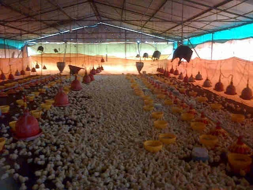 Vendo Finca En Tinaquillo Cojedes Mg